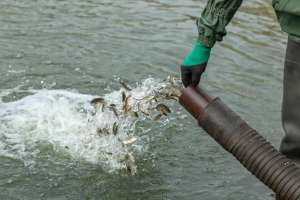 Есіл өзеніне 250 мың балық шабағы жіберілді