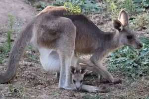 Шымкент зообағындағы кенгуру анасының қалтасында жарты жыл өмір сүрді