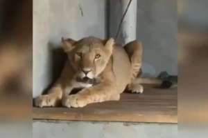 Ауласында арыстан асыраған Сарыағаш тұрғынына қатысты қылмыстық іс қозғалды