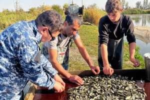 Есіл өзеніне 500 мың тұқы балықтарының шабағы мен ақ амур жіберілді