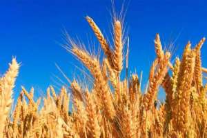 Елімізде 20 млн тоннаға жуық астық бастырылды