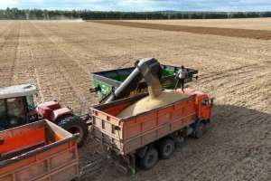 Қазақстанда 22,7 млн тонна астық бастырылды