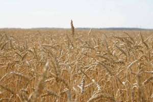 Елімізде 20,8 млн тонна астық бастырылды