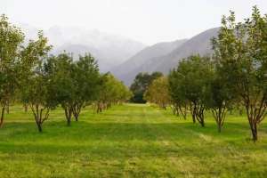 Қазақстанда қанша гектар алма бағы бар