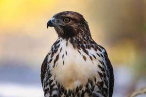 Жетісу облысында полицейлер сұңқарды заңсыз ұстаған азаматты анықтады