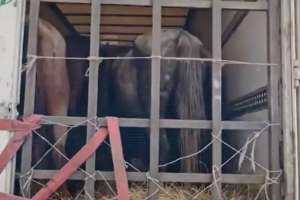 Полицейлер 11 млн теңгенің мал ұрлығын ашты (ВИДЕО)