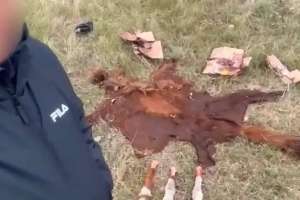 Ұрланған малды сойып, етін сатып жіберген: Астана маңында қылмыстық топ ұсталды