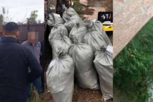 Рудныйда марихуана өсірген тұрғын ұсталды