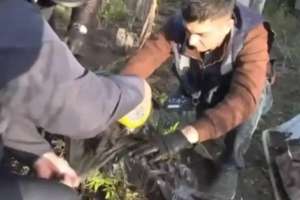 Жасырын зертханада БҚО тұрғыны құрамында есірткі бар өсімдік өсіргені анықталды