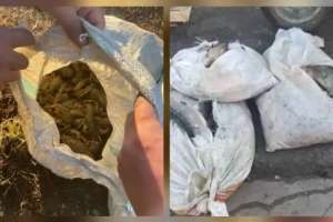 БҚО тұрғыны 10 қап өзен шаянымен ұсталды