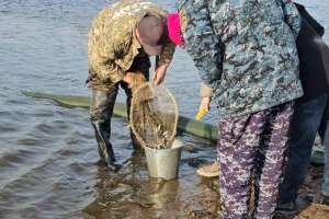Ақмола облысында Сілеті өзеніне балық жіберу жүргізілді