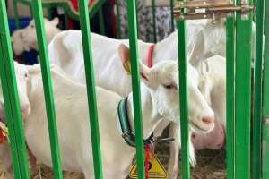 Моңғолиядан ешкінің бір басы қанша теңгеге сатып алынады – министр жауабы