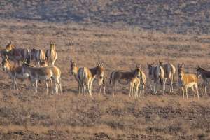 Қазақстанда қанша құлан бар