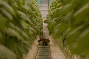 Астанадағы жылыжайдан күніне 3-4 тонна қияр жиналады