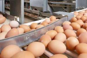 Ресейден заңсыз әкелінген 63 мың дана тауық жұмыртқалары кері қайтарылды