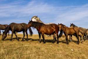 Астана маңындағы ірі мал ұрлығы: күдікті шаруашылық басшысы болып шықты