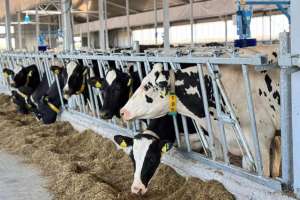 40 млн тонна мал азығы жиналды – АШМ