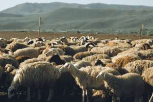 «Үш күн тамақ ішпеген»: Жамбыл облысында тұманда адасып кеткен қойшы табылды