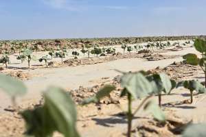 Түркістан облысында ауқымды мақта кластері құрылады