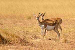 Роман Скляр киік популяциясын тұрақты басқару мәселелері бойынша кеңес өткізді