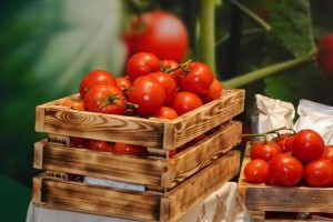 Шымкентте құны 69 млрд теңгені құрайтын жылыжай кешені салынады