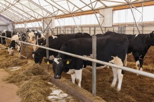 Ірі қара мал етін шет елдерге экспорттауға рұқсат күшіне енді