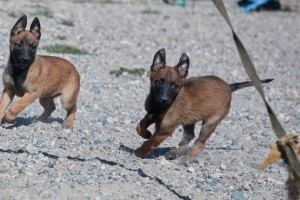 Болашақ қорғаушылар: Ұлттық ұланда қызметтік иттердің жаңа буыны өсіп келеді