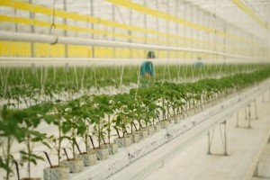 Қызанақтың 12 түрін өсіретін жылыжай іске қосылды