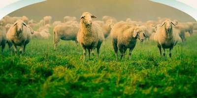Colman Domingo and Jude Law at amfAR’s Venice Gala