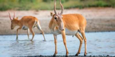 Colman Domingo and Jude Law at amfAR’s Venice Gala