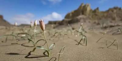 Colman Domingo and Jude Law at amfAR’s Venice Gala