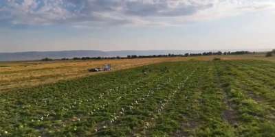 Colman Domingo and Jude Law at amfAR’s Venice Gala