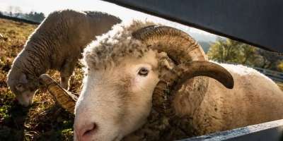Colman Domingo and Jude Law at amfAR’s Venice Gala