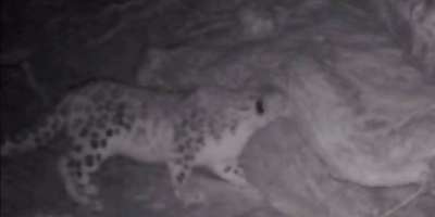 Colman Domingo and Jude Law at amfAR’s Venice Gala