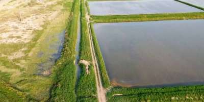 Colman Domingo and Jude Law at amfAR’s Venice Gala