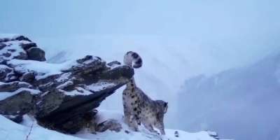 Colman Domingo and Jude Law at amfAR’s Venice Gala