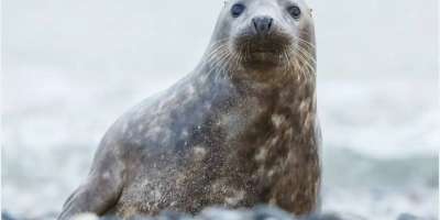 Colman Domingo and Jude Law at amfAR’s Venice Gala