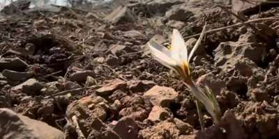 Colman Domingo and Jude Law at amfAR’s Venice Gala