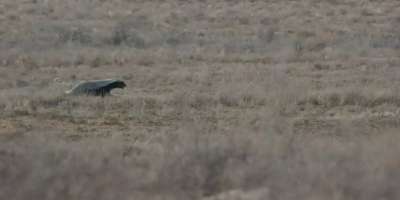 Colman Domingo and Jude Law at amfAR’s Venice Gala
