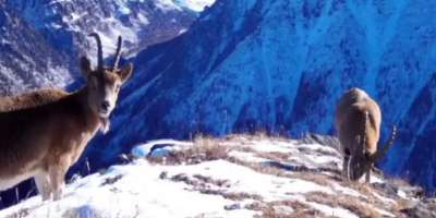 Colman Domingo and Jude Law at amfAR’s Venice Gala