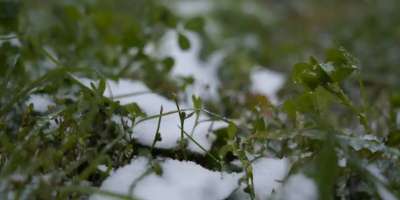 Colman Domingo and Jude Law at amfAR’s Venice Gala