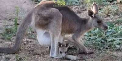 Colman Domingo and Jude Law at amfAR’s Venice Gala