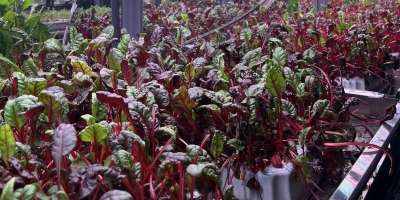 Colman Domingo and Jude Law at amfAR’s Venice Gala