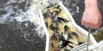 Colman Domingo and Jude Law at amfAR’s Venice Gala