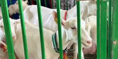 Colman Domingo and Jude Law at amfAR’s Venice Gala