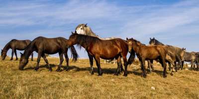 Colman Domingo and Jude Law at amfAR’s Venice Gala