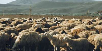 Colman Domingo and Jude Law at amfAR’s Venice Gala