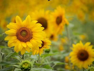 Қазақстан Қытайға флекстанк арқылы алғашқы күнбағыс майын экспорттады