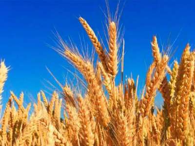 Елімізде 16 млн-нан астам тонна астық бастырылды