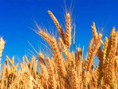 Қазақстанда бидайды токенизациялау бойынша пилоттық жоба іске қосылмақ